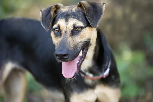 Alman çoban köpeği — Stok fotoğraf