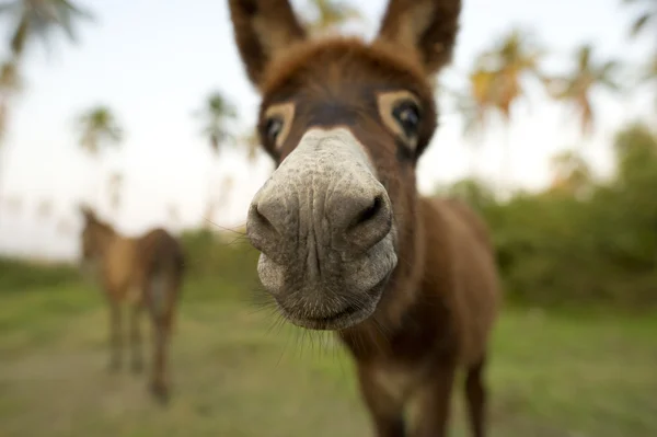 Nariz de burro —  Fotos de Stock