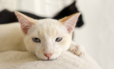 Yavru kedi bakışları portre