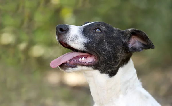 Lindo perro — Foto de Stock