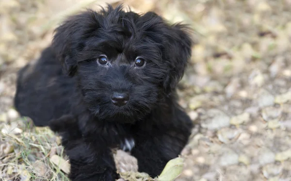 Adorable Puppy — Stock Photo, Image