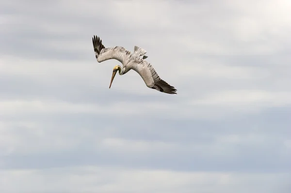 Pelican Flying — Stock Photo, Image