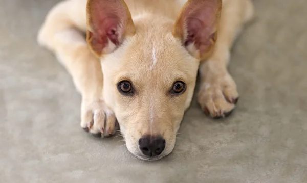 子犬の目 — ストック写真