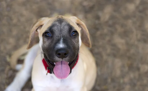 Neugieriger Hund — Stockfoto