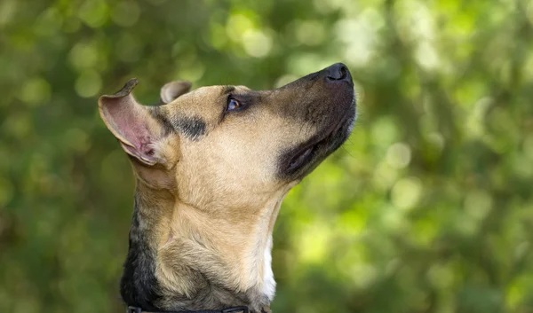 Perro curioso mirando hacia arriba —  Fotos de Stock