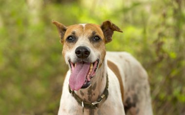 Açık havada nefes nefese köpek 