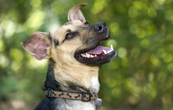 Lycklig hund — Stockfoto