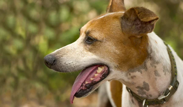 Perro jadeando al aire libre — Foto de Stock