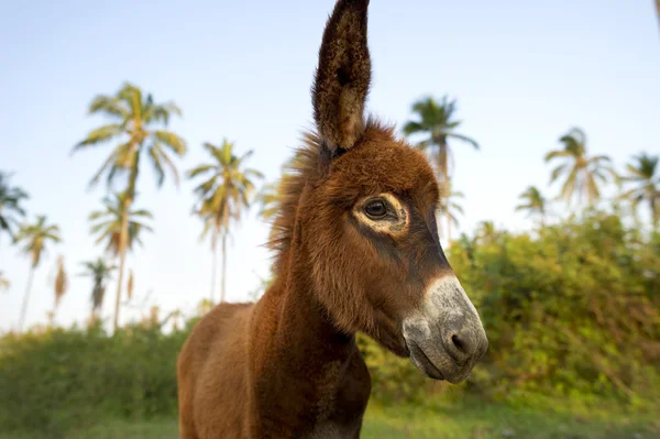 Burro bebê rosto — Fotografia de Stock