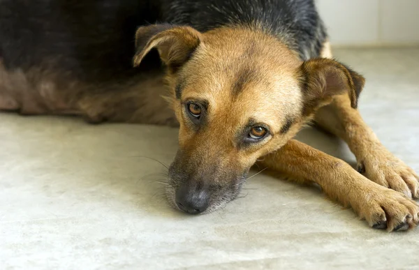 Perro triste — Foto de Stock