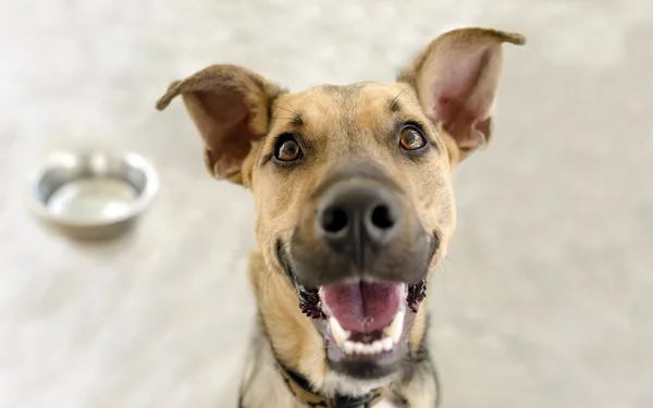 Tigela cão feliz — Fotografia de Stock