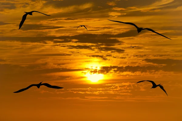 Silueta de aves — Foto de Stock