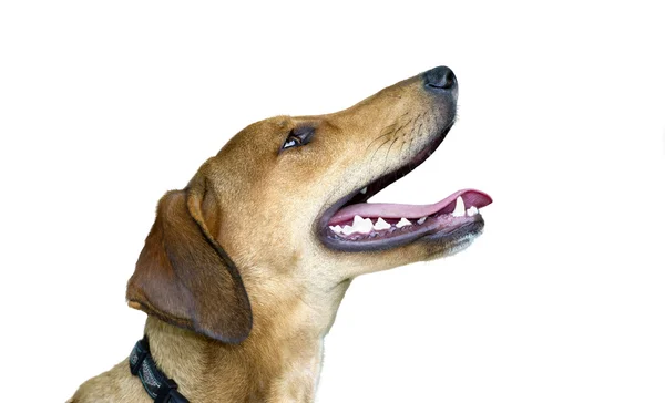 Perro feliz aislado en blanco — Foto de Stock