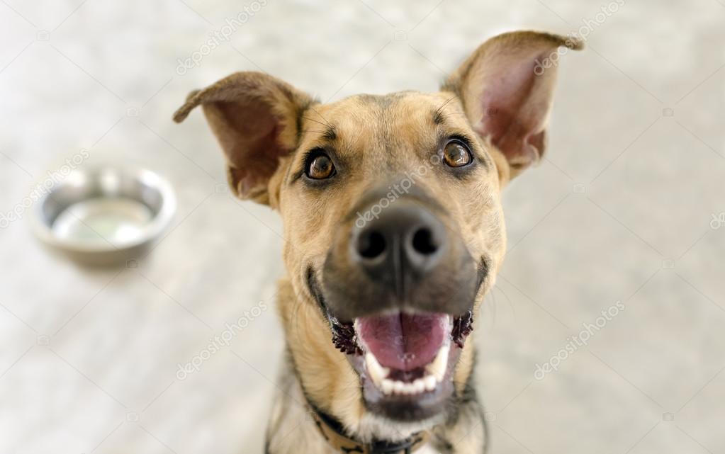 Excited animal Stock Photos, Royalty Free Excited animal Images | Depositphotos Excited animal Stock Photos, Royalty Free Excited animal Images | Depositphotos