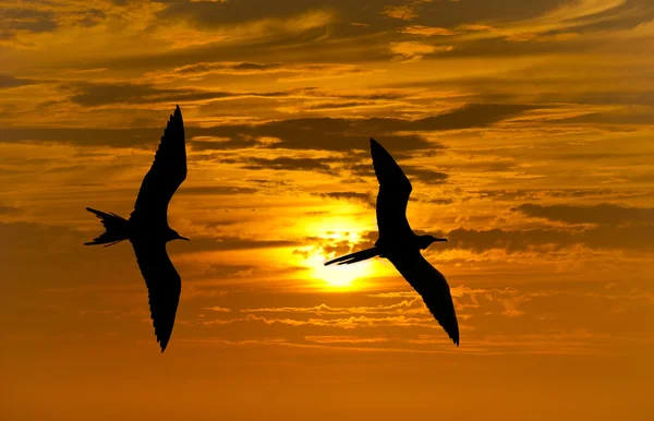 Fåglar som flyger siluett — Stockfoto