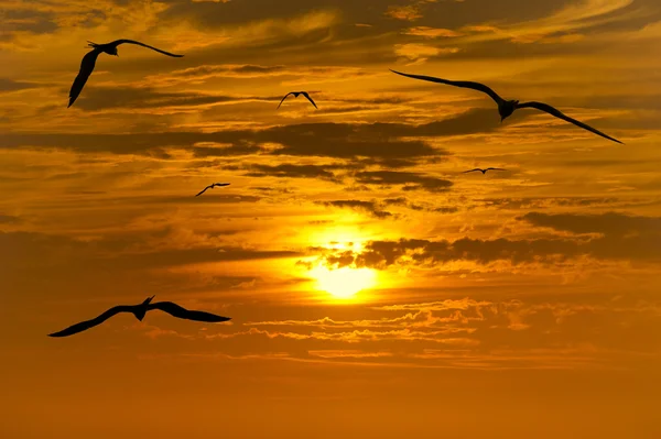 Ptáků, kteří létali silueta — Stock fotografie