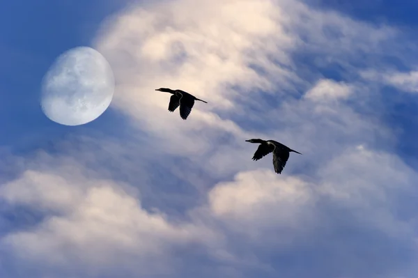 Aves voando silhueta lua — Fotografia de Stock