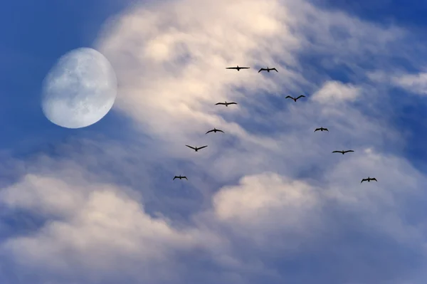 Birds Flying Silhouette Moon — Stock Photo, Image