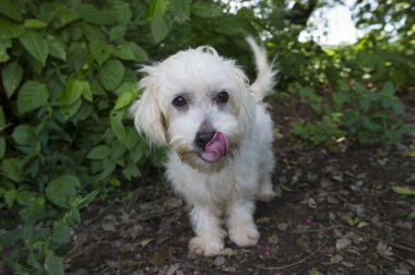 Şirin köpek.