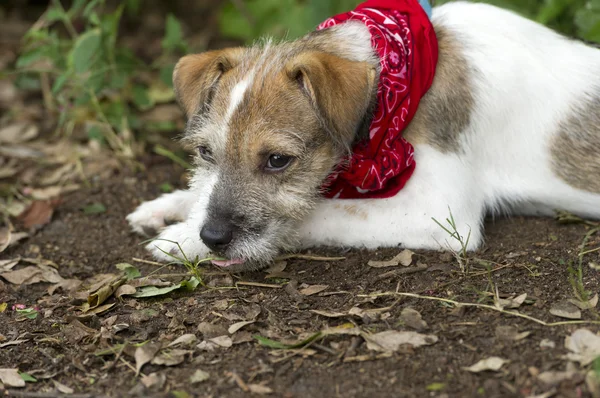 Sad Dog — Stock Photo, Image