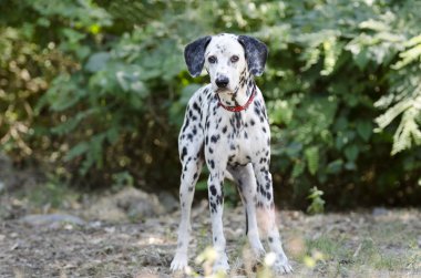 Dalmaçya köpeği