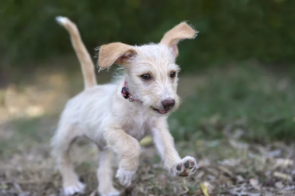 Cute Dog Running — Stock Photo, Image