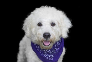 Sevimli köpek izole