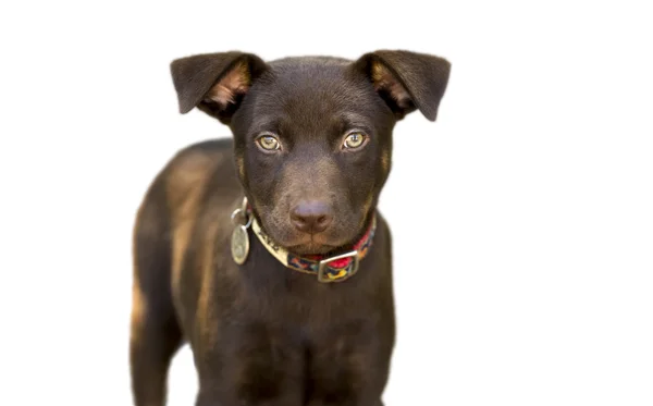 Perro aislado en blanco — Foto de Stock