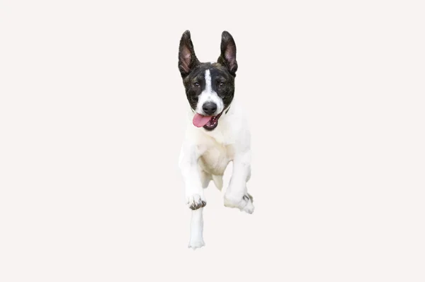 Смешная бегущая собака на белом — стоковое фото