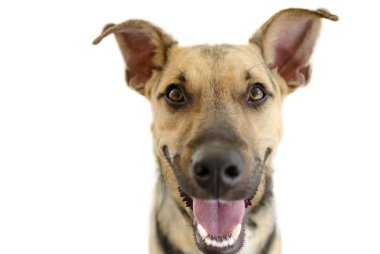 Mutlu köpek üzerinde beyaz izole