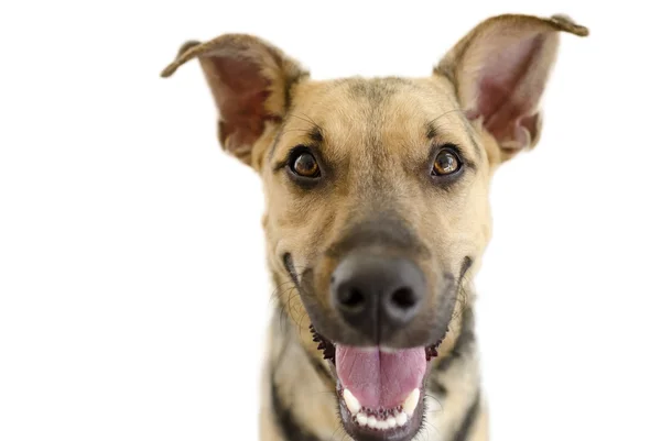 Perro feliz aislado en blanco — Foto de Stock