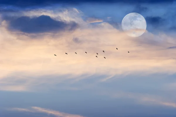 Luna Nuvole Cielo Uccelli — Foto Stock