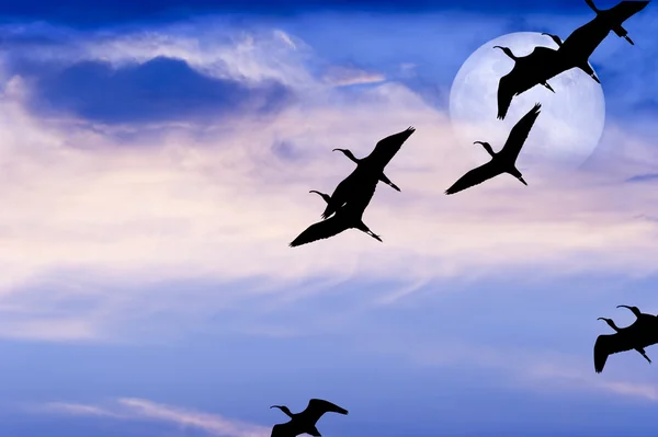 Aves voando silhueta lua — Fotografia de Stock