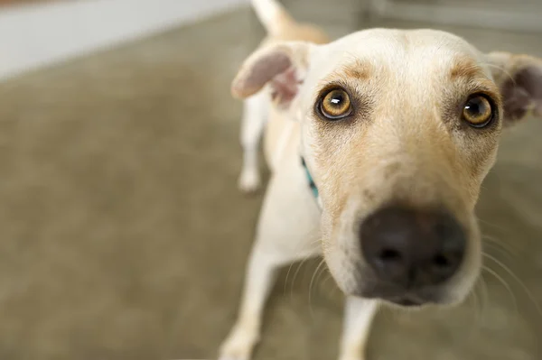 Curious Dog Looking — Stock Photo, Image