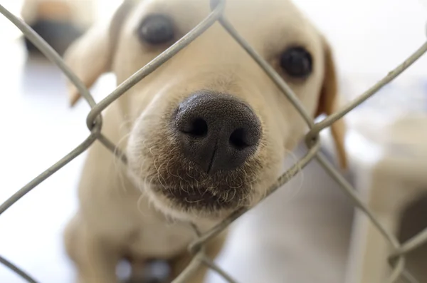 Perro refugio — Foto de Stock