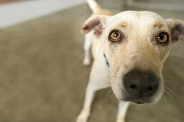 Shelter Dog Adoption — Stock Photo, Image