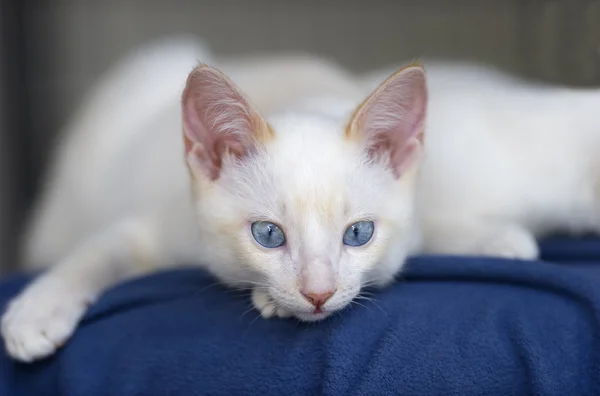 かわいい子猫ホワイト — ストック写真