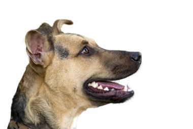 Mutlu köpek üzerinde beyaz izole