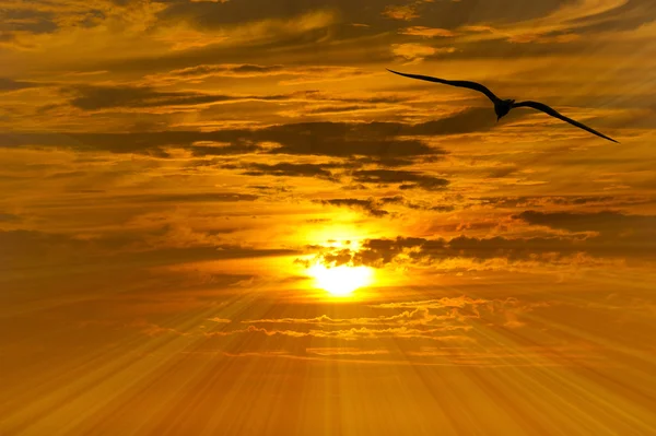 Bird Flying Silhouette — Stock Photo, Image