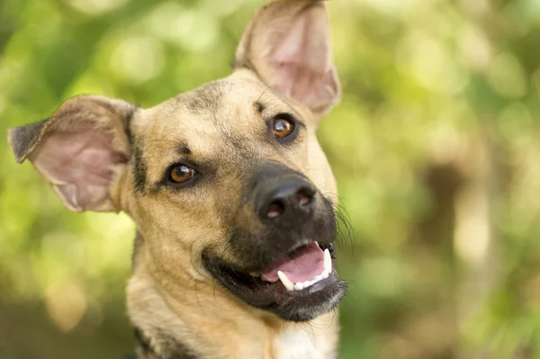 Pastor alemán perro — Foto de Stock