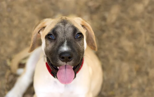 Cão pastor alemão — Fotografia de Stock