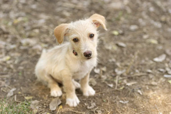 Cão pastor alemão — Fotografia de Stock