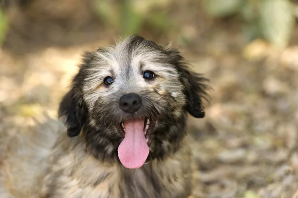 Щасливий собака на відкритому повітрі — стокове фото