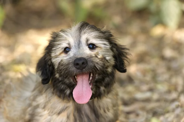 Happy Dog Outdoors — Stock Photo, Image