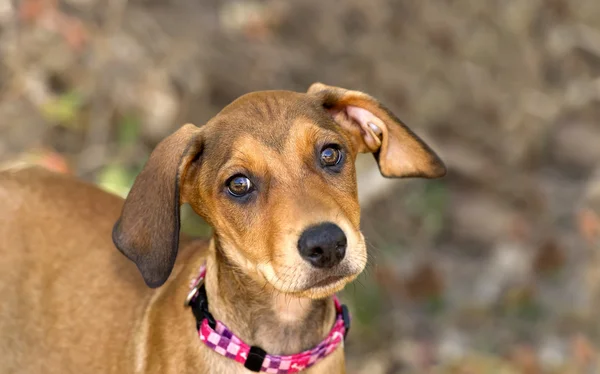 Niedliches Hundegesicht — Stockfoto