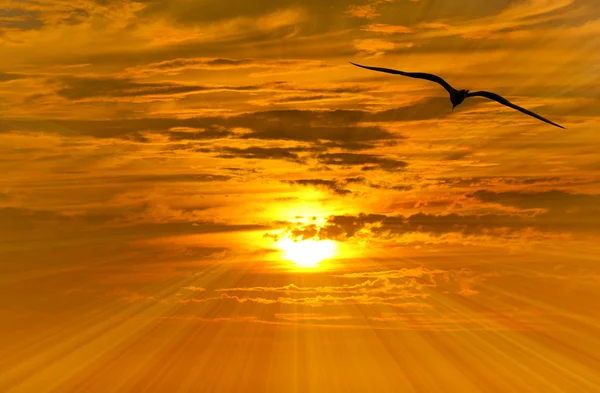 Bird Silhouette Flying — Stock Photo, Image