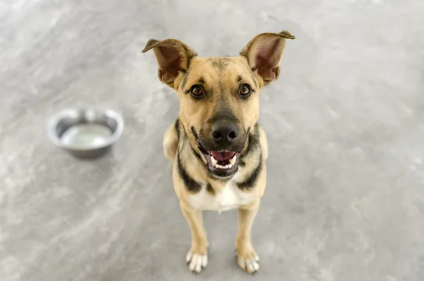 Tigela de cão faminto — Fotografia de Stock