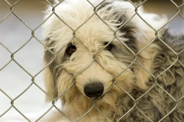 Refugio perro pastor — Foto de Stock