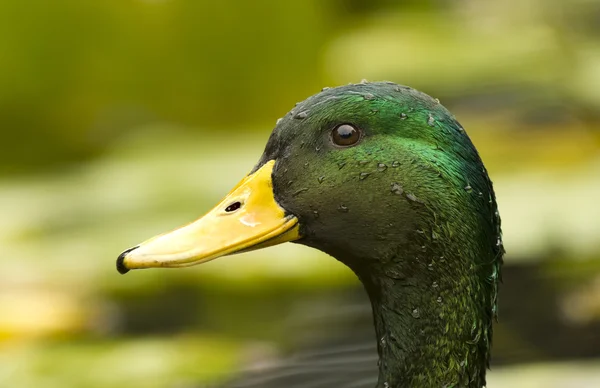 Mallard Duck Head — Stock Photo, Image