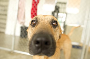 Komik köpek gözlerini